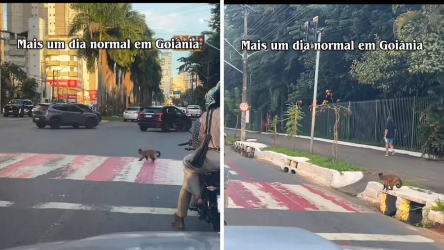 Macaco surpreende ao atravessar faixa em Goiânia