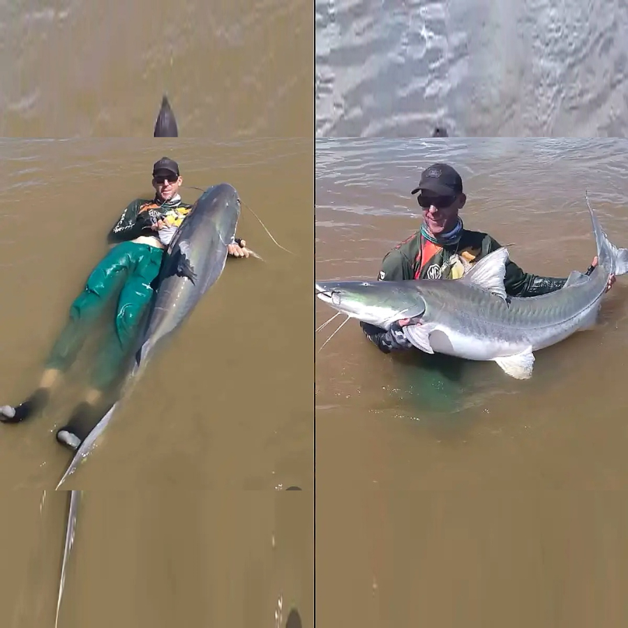 Pescador pega “tubarão de água doce” gigante no Rio Araguaia