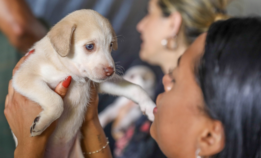 Castração gratuita abre 1,8 mil vagas para pets no DF